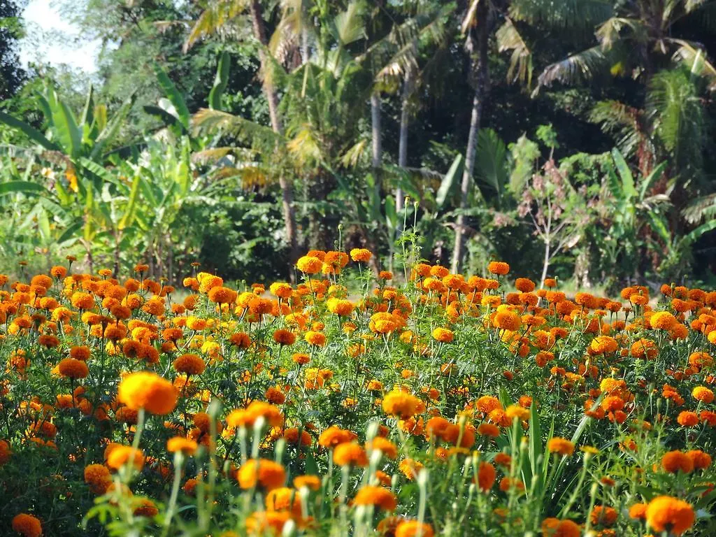 Budhi Ayu Cottages Ubud  Holiday park Ubud (Bali)